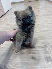 pomeranian - 2