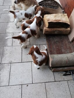 welsh springer spaniel - 2