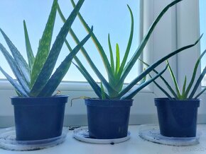 Aloe vera - 2