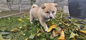 AKITA INU - 2