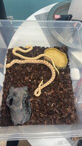 Heterodony/Heterodon/Hognose - 2