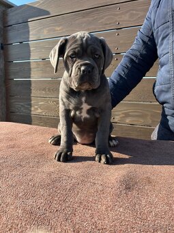 Cane Corso - šteniatka - 2