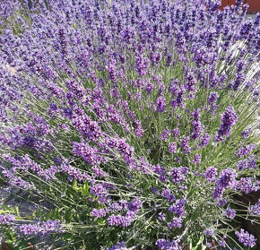 Levandula lekárska-Hidcote Blue - 2