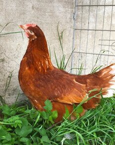 Mladky Isa Brown, Dominant a leghorn - 2