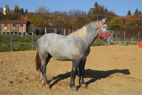 Predám ťažného koňa - Percheron - 2