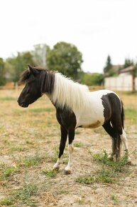 Minihorse na predaj - Showmer Quido - 2