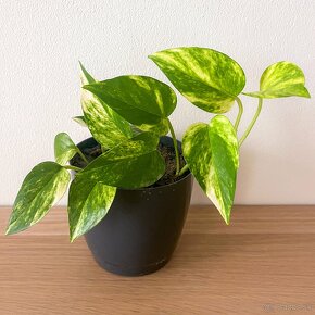 Potosovec Epipremnum Aureum "Divý Jano"aj s kvetináčom - 2