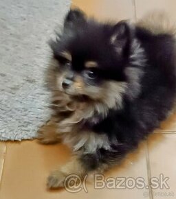 Pomeranian mini - 2