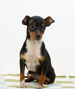 Ratlik, pinscher, pincer - 2