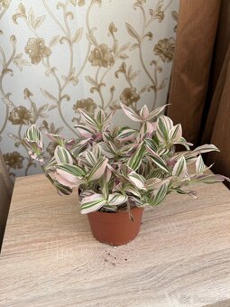 Tradescantia Unicorn - 2