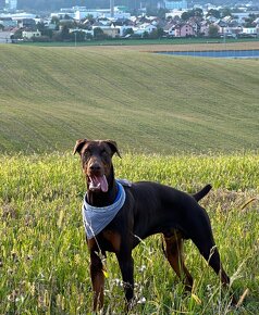 Doberman krytie - 2