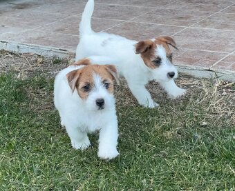 Jack Russell teriér - 2