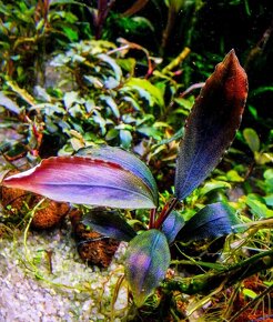 Predam Akvarijne rastliny - Bucephalandra Ulysess - 2