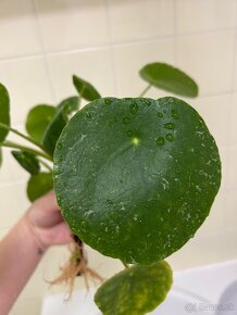 Pilea Peperomioides "sugar" - 2