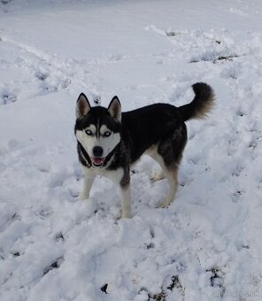 Sibírsky Husky - DARUJEM - 2