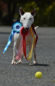 Bullterrier standard , bullterier, bulterier - 2