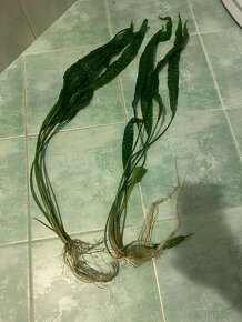 Cryptocoryne aponogetifolia - 2