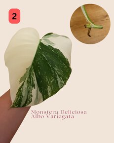 Monstera Deliciosa Albo Variegata - 2