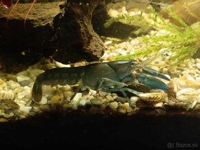 Rak Cherax destructor - 2