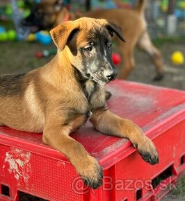 Belgický ovčiak Malinois - šteniatka - 2