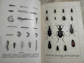 C.G.CALWERS--okolo roku 1895--KÄFERBUCH EINFÜHRUNG IN DIE KE - 2