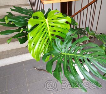 Monstera š. 150 cm - 2