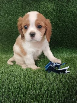 Cavalier King Charles Spaniel,cavalier - 2