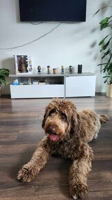 Goldendoodle F1b - 2