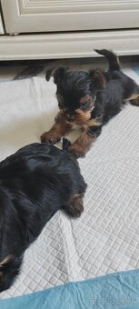 Predám Yorkshire terrier mini - 2