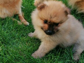 Oranzovy spic-pomeranian - 2