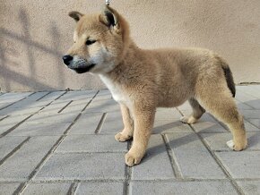 Shiba inu - 2