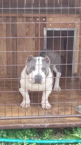 American bully s PP - 2