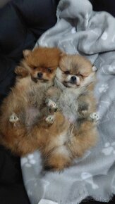 Pomeranian mini šteniatka - 2