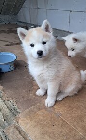 Šteniatka na predaj. Husky ×akita inu - 2