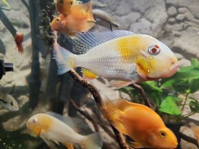 Cichla pinima + mix - 2