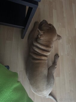 shar pei - 2