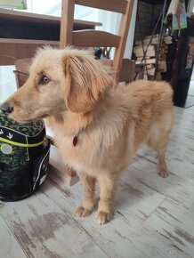 Zlatý Retriever ( kríženec ) - 10 mesačné šteňa. - 2