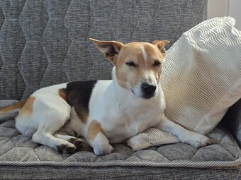 Jack Russel - 2