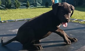 Cane Corso - 2