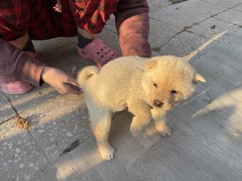 Šteniatka shiba inu - 2