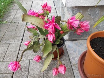 Kaktus, epiphyllum, phylokaktus, listový kaktus - ružový - 2