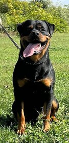 Rottweiler  krytie - 2