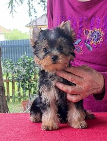 YORKSHIRE TERRIER - 2