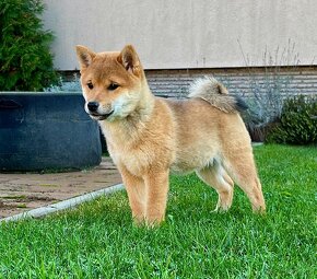 Shiba inu s PP. - 2