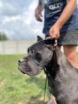 Cane Corso s PP - 2