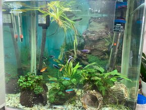 Akvarium s rybickami - 2