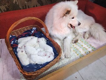 Samojed šteniatka s PP - 2