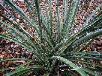 Hesperaloe parviflora (Red yucca) - semená - 2