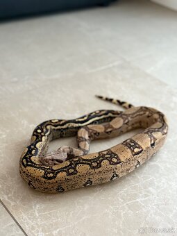 Velhad kralovsky , boa constrictor - 2