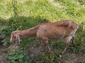 Anglonubijská koza - 2
